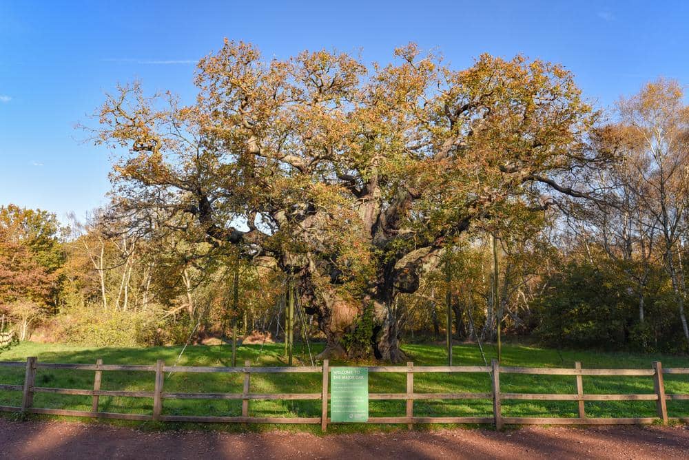 Major Oak im Sherwood Forest