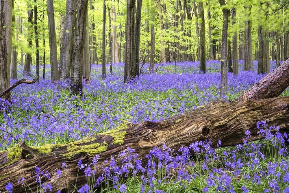 Bluebells in England